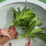 Royallure Lucky Brazilian Wood Plant – Låg underhåll luft renande inomhus växt Carvallo