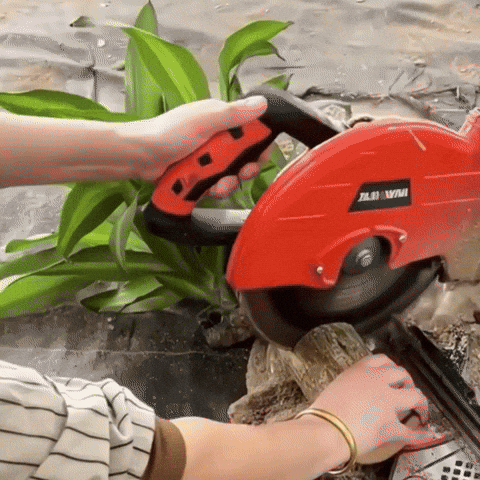 Royallure Lucky Brazilian Wood Plant – Låg underhåll luft renande inomhus växt Carvallo