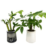 HyggeSprout Kruka – Hydroponisk Kristall-Glas-Blomkruka Carvallo