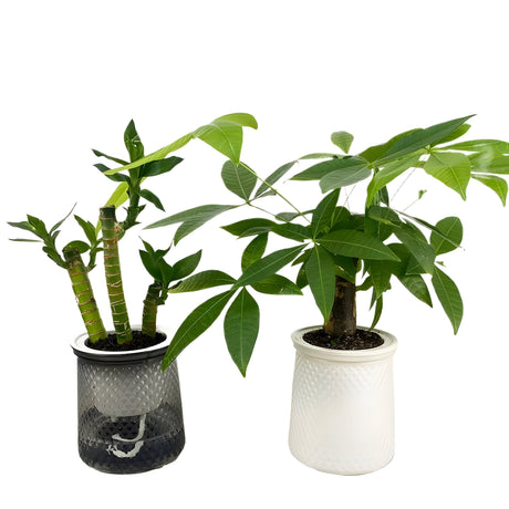 HyggeSprout Kruka – Hydroponisk Kristall-Glas-Blomkruka Carvallo