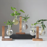 GlassHaven Vase – Hydroponiskt glasbehållare med trästativ Carvallo