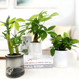 HyggeSprout Kruka – Hydroponisk Kristall-Glas-Blomkruka Carvallo