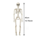 Halloween Dekoration: Människoskelett 40 cm – Realistiskt Skelett för Skrämmande Dekor-Halloween Dekoration-BB-Hemnix