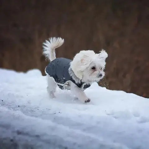 Royallure Vattentät Sherpa-fodrad Hundjacka med Inbyggd Sele – Varm, Vindskyddande, Lätt att Gå Carvallo