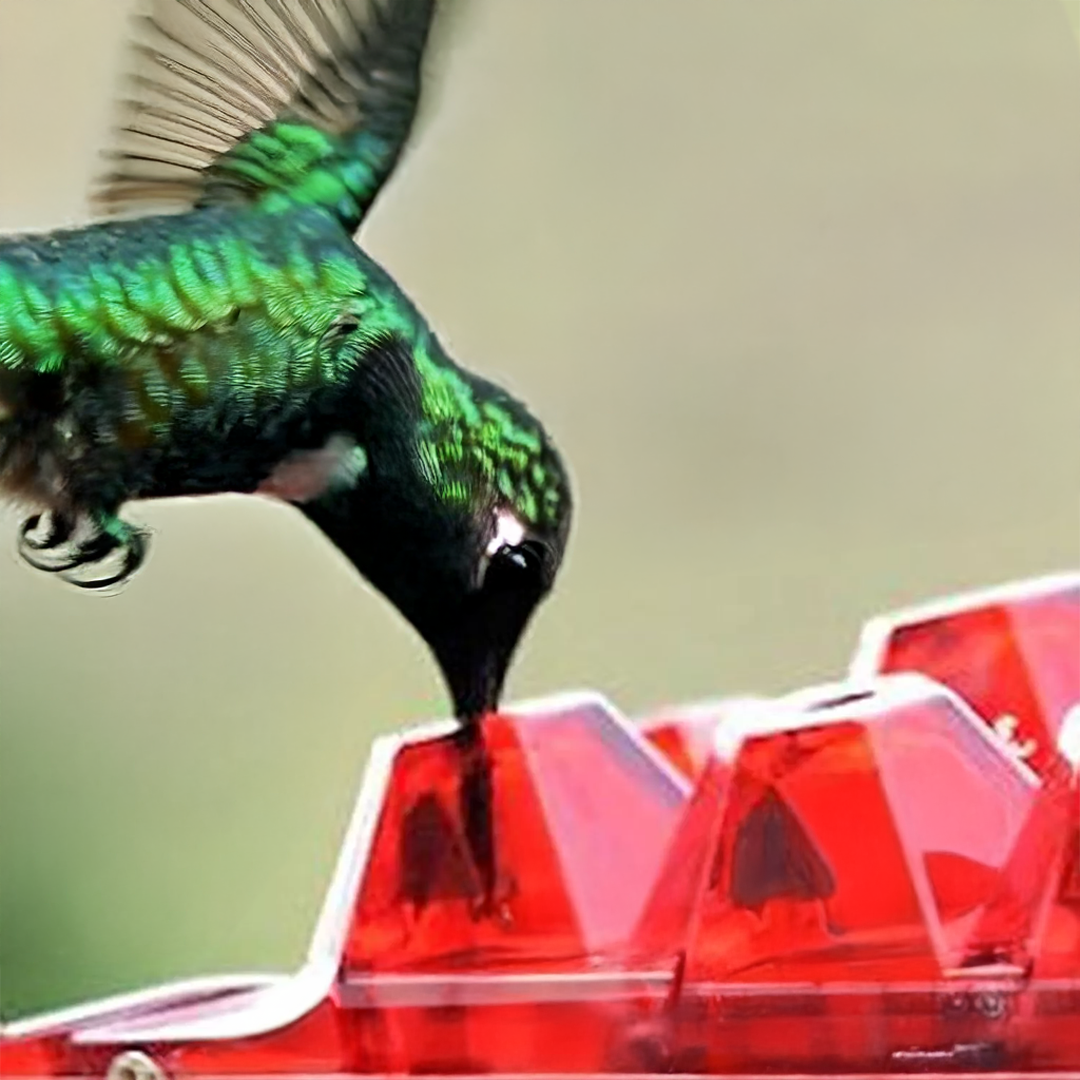 Myggsäker kolibri matare med 30 bi-resistenta portar Carvallo