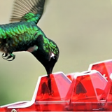 Myggsäker kolibri matare med 30 bi-resistenta portar Carvallo