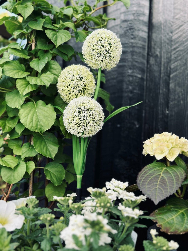 Carvallo – Magiskt ljus för din trädgård Carvallo