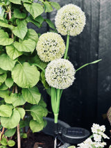 Carvallo – Magiskt ljus för din trädgård Carvallo