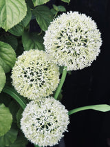 Carvallo – Magiskt ljus för din trädgård Carvallo