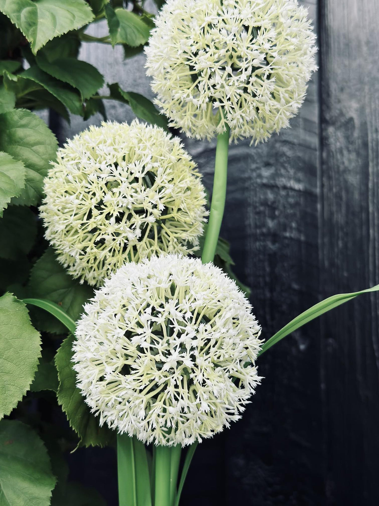 Carvallo – Magiskt ljus för din trädgård Carvallo