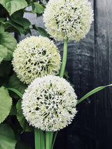 Carvallo – Magiskt ljus för din trädgård Carvallo