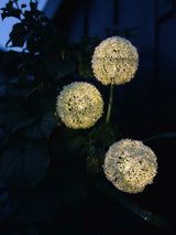 Carvallo – Magiskt ljus för din trädgård Carvallo