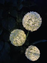 Carvallo – Magiskt ljus för din trädgård Carvallo