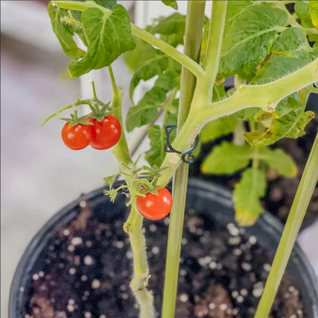 Katt-formad växtklipp – Söt växtstöd för trädgård och inomhusväxter Carvallo