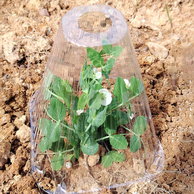 Carvallo | GrowGuard – Skydd & Värme för friska växter Carvallo