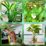 Carvallo | HydroScope – Rotövervakning gjort enkelt Carvallo