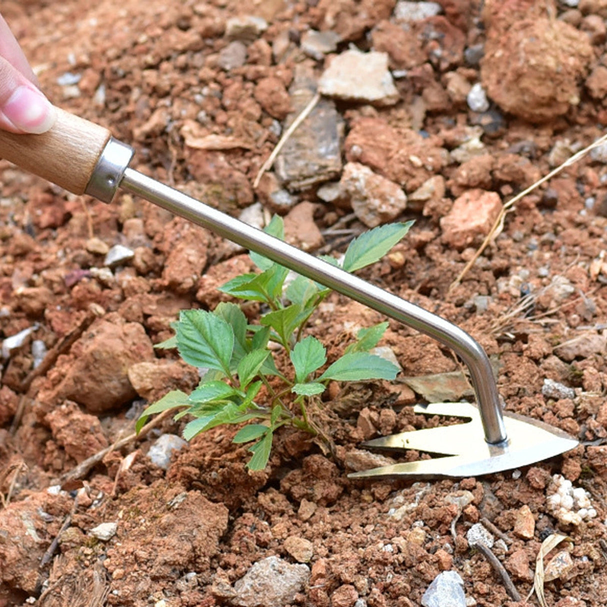 Royallure Premium Rostfritt Stål Ogräsklippare och Gräsklippartool Carvallo